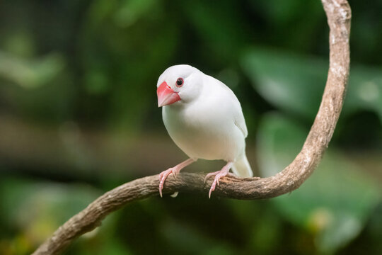 White-rumped Munias (Java Sparrows) at Play