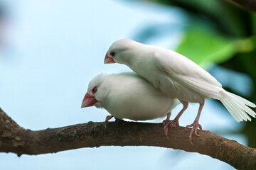 White-rumped Munias (Java Sparrows) at Play