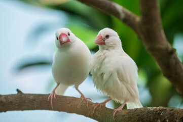 White-rumped Munias (Java Sparrows) at Play