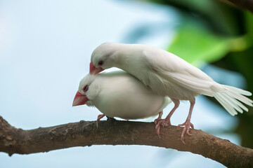 White-rumped Munias (Java Sparrows) at Play