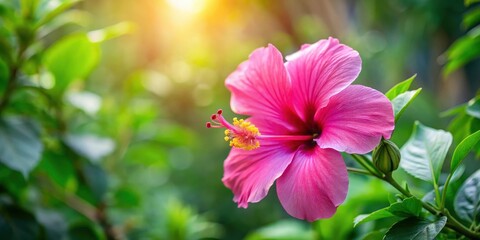 Fototapeta premium Vibrant pink hibiscus flower blooming in a lush tropical garden