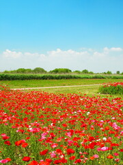 初夏の江戸川河川敷のポピー畑風景
