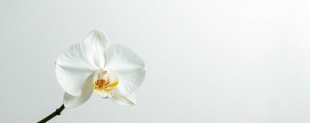 Obraz premium A single delicate white orchid on a clean white background, whitespaces, orchids