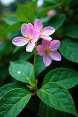 Obraz premium Delicate Adenophora blooms with dew drops on pale green leaves, nature, foliage