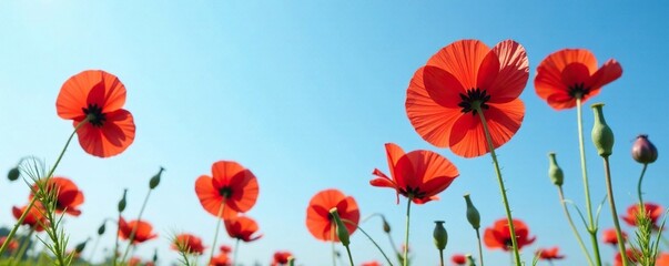 Tall red poppy flowers against a clear blue sky, bloom, wildflower, red