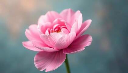 Obraz premium Soft pastel pink petals unfolding from a flower stem, pink rounded contours, soft focus, flowers