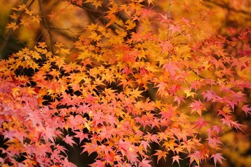 幻想的な紅葉のグラデーション