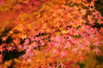 木漏れ日に包まれた紅葉