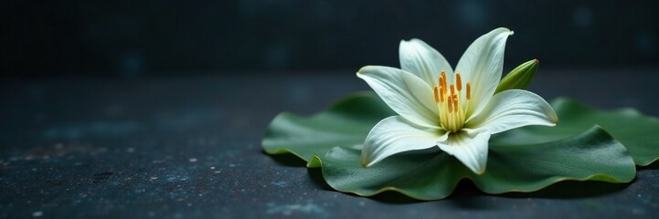 Obraz premium Delicate white lily blooms on a dark, sleek surface, sleek, simple