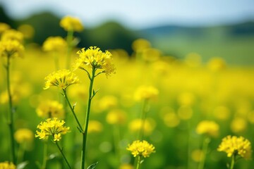 Obraz premium Dense clusters of bright yellow flowers on tall rapeseed plants, sunny meadows, nature