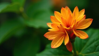 Orange flowers on a native ginger plant with intricate details, scents, flora