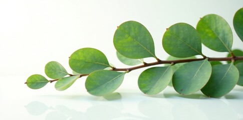 Obraz premium Long eucalyptus branch against white surface with reflections, leafy, green