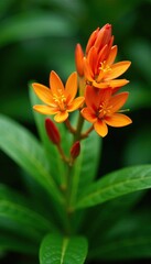Fototapeta premium Native ginger plant with blooming orange flowers in full bloom, gardening, flora
