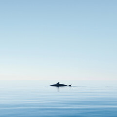 Fototapeta premium Serene Ocean Encounter: Solitary Whale in Calm Waters