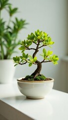 Fototapeta premium Tiny bonsai in a delicate ceramic container on a minimalist white surface with some surrounding plants, tree, decor, small