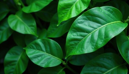 Green philodendron leaves in a lush tropical environment, nature, botany