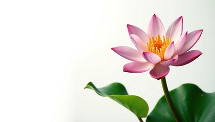 Obraz premium Water lily leaves and stem on white background, aquatic, tropical, nature