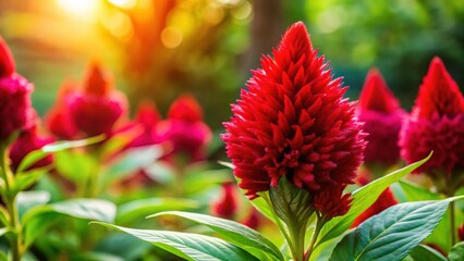 Vibrant Red Celosia Flower Blooming in Summer Garden - Stock Photo