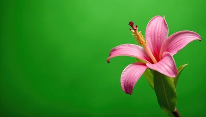 Naklejka premium Pink banana blossom with large leaves and stems against a green background, botanical, green
