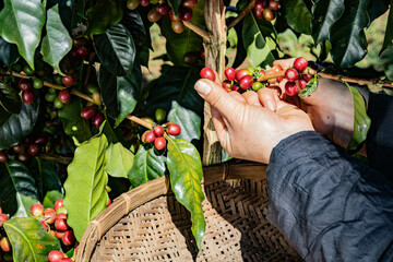 Arabica Coffee Cherries Harvesting Techniques and Farming Practices in Asia, Laos