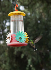 colibr&iacute; por el jard&iacute;n