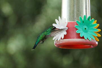 colibr&iacute; por el jard&iacute;n
