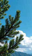 Pine tree against a clear blue sky with clouds, sky, nature