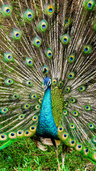 Obraz premium Majestic and mesmerizing Peacock (Pavo cristatus) showcasing its vibrant, iridescent tail feathers in a dazzling display to captivate potential mates