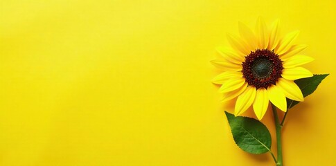 Yellow paper background with a single sunflower stem and leaves, warm, plant