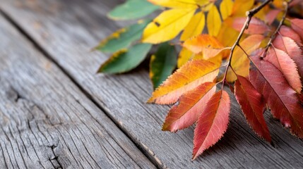 Obraz premium Colorful autumn leaves on a wooden surface, showcasing vibrant hues of yellow, orange, red, and green, symbolizing the beauty of fall.