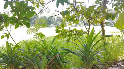 Naklejka premium tree, nature, palm, forest, tropical, plant, sky, grass, landscape, jungle, garden, trees, summer, plants, leaves, leaf, field, beach, blue, rainfores