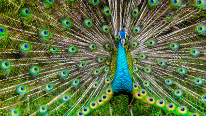 Fototapeta premium Majestic and mesmerizing Peacock (Pavo cristatus) showcasing its vibrant, iridescent tail feathers in a dazzling display to captivate potential mates