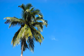 Fototapeta premium Beautiful nature coconut palm tree, blue sky background