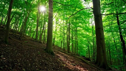 Fototapeta premium sunrise in the forest