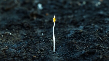 A sprout emerging from dark soil, symbolizing growth and renewal.