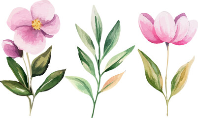 pink tulips isolated on white