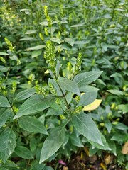a tree plant with a special leaf tip
