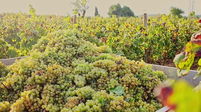 Harvest season. Trac full of freshly grapes standing in fruit garden 