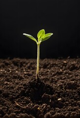 Fototapeta premium Seedling in Dark Soil
