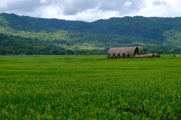 green rice fields with lush green mountains. rice fields in tropical areas.
