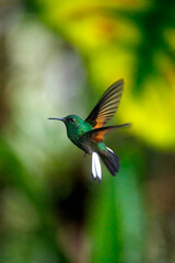 Purple-Throated Mountain Gem hummingbird in the mountains of Western Panama