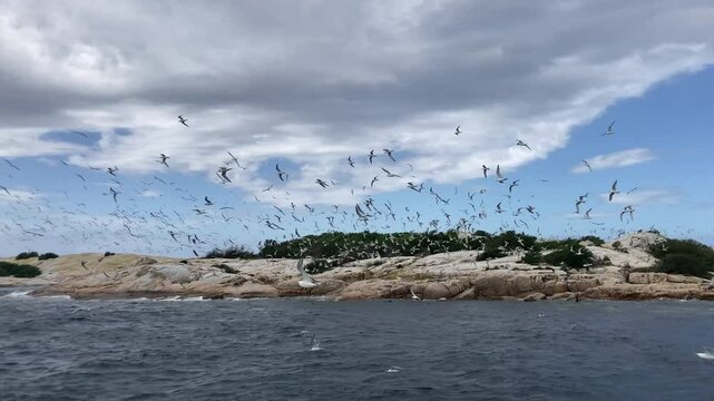 Hundreds of crested terns and silver gulls erupt into the air after sea eagle flies over at governor island marine reserve Bicheno, Tasmania Australia