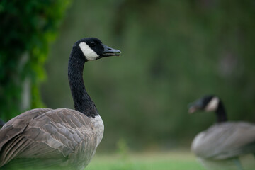 Goose