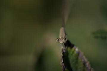 Hidden Dragonfly