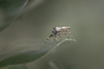 Camo Spider