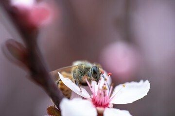 Bee in Spring
