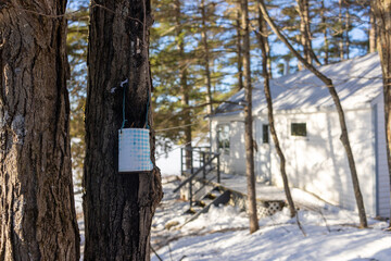 Snowy Scene with Tree Bucket and White Cabin in the Forest