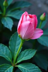 Naklejka premium Delicate pink petals unfurl from blue-green leaves, blossoms, nature, foliage