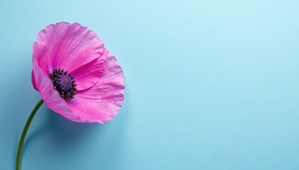 delicate purple poppy petals on a pale blue background with subtle shading, delicate, petals, flower