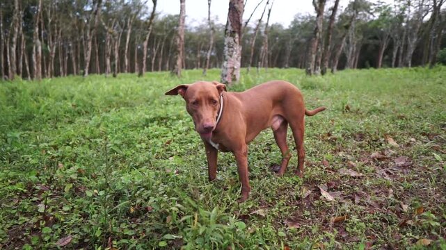 a red nose pitbull playing around plantation.
